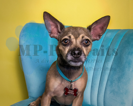 Coco-6815-2-Recovered