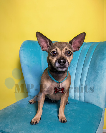 Coco-6815-Recovered